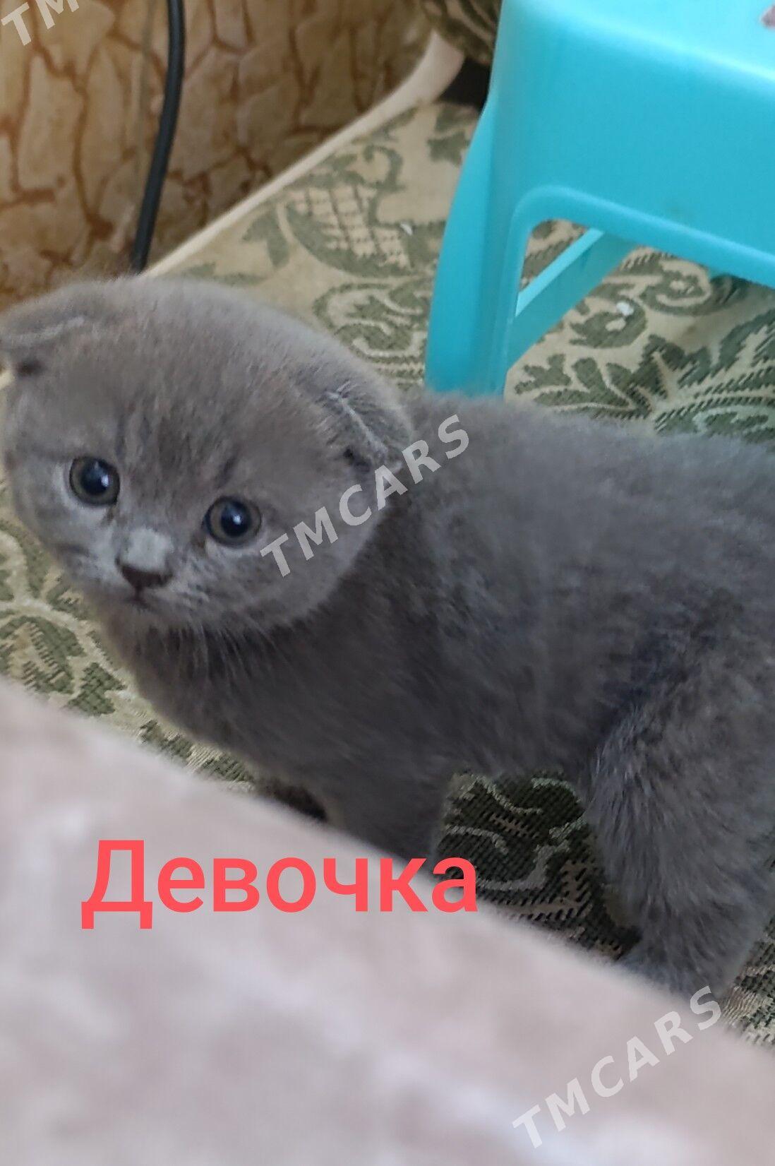 Шотландские котята - Daşoguz - img 6