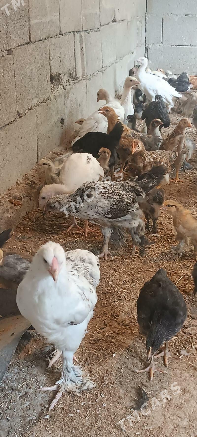 juyje - Garadamak Şor - img 6
