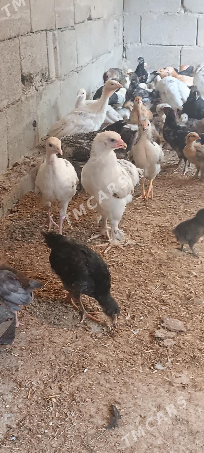 juyje - Garadamak Şor - img 5