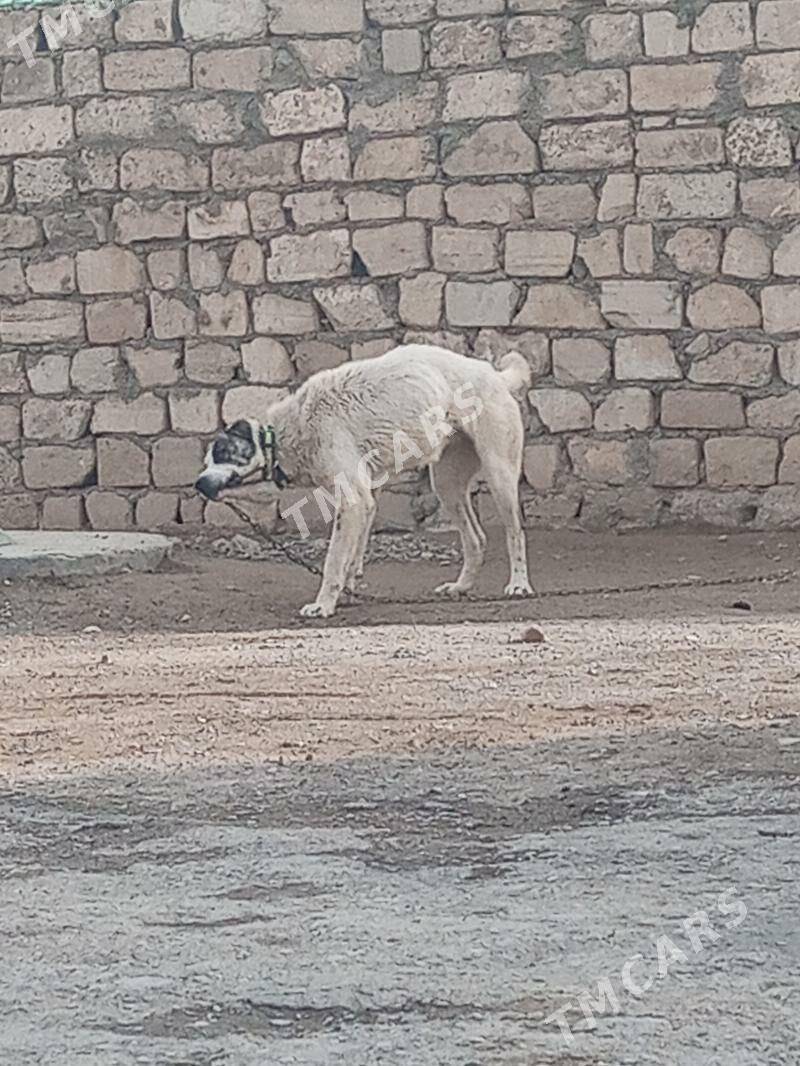 Alabay - Türkmenbaşy - img 6