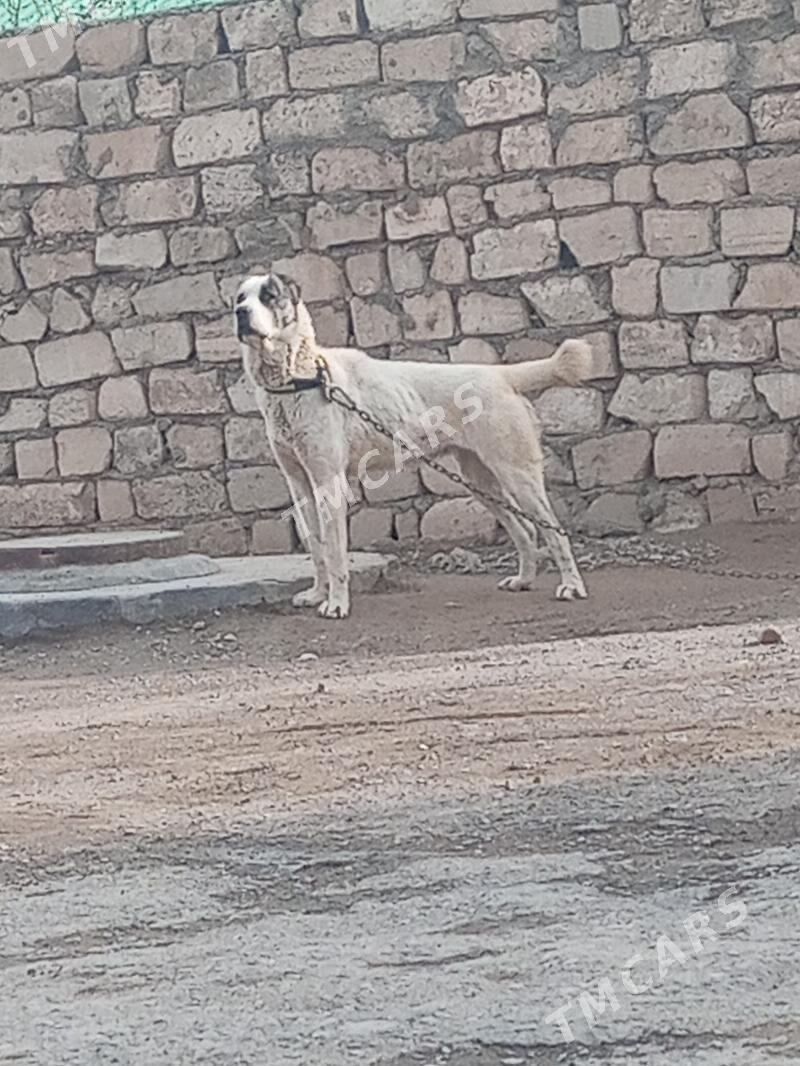 Alabay - Türkmenbaşy - img 3