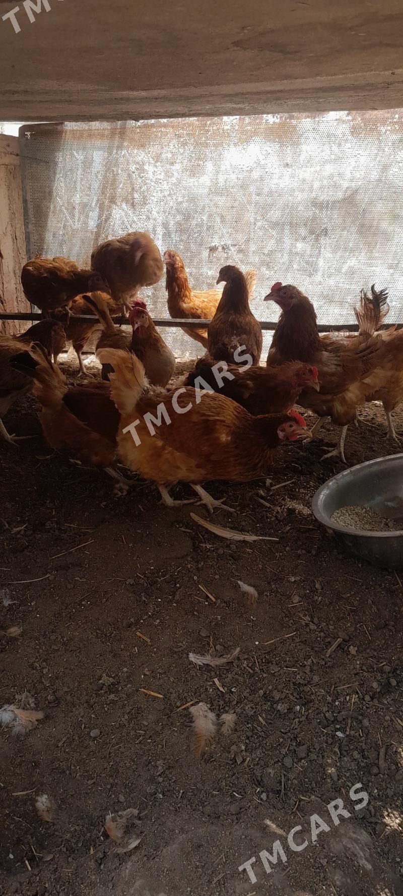 Towuk guzlap dur - Daşoguz - img 3