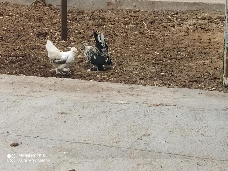 karlik troyka - Aşgabat - img 3