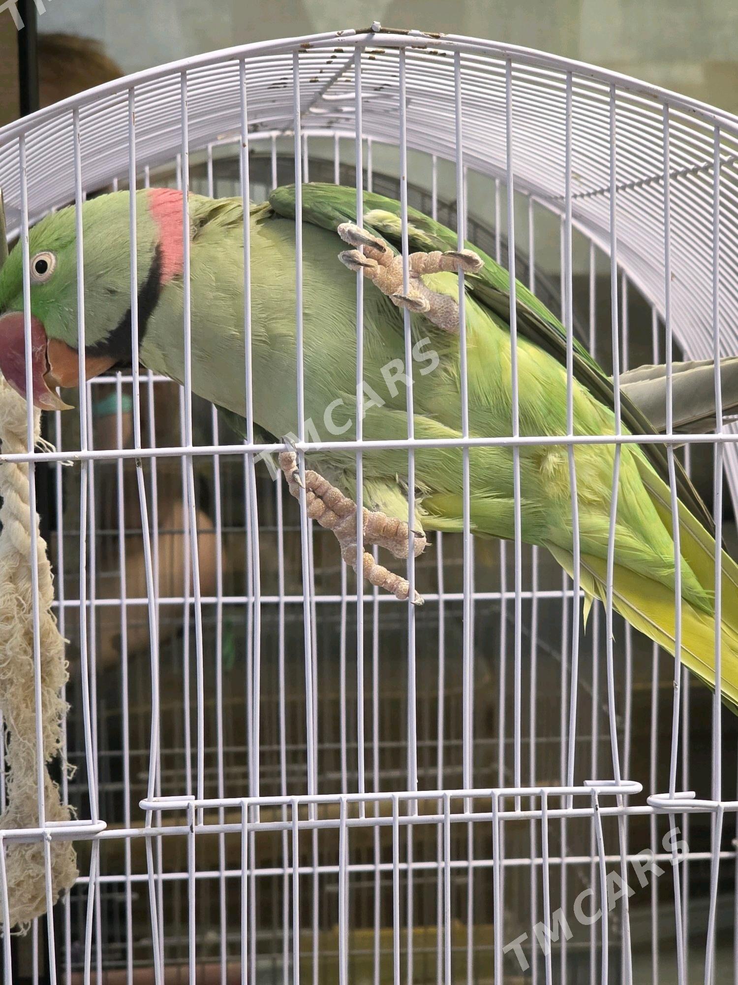 Попугай александрийский - Aşgabat - img 3