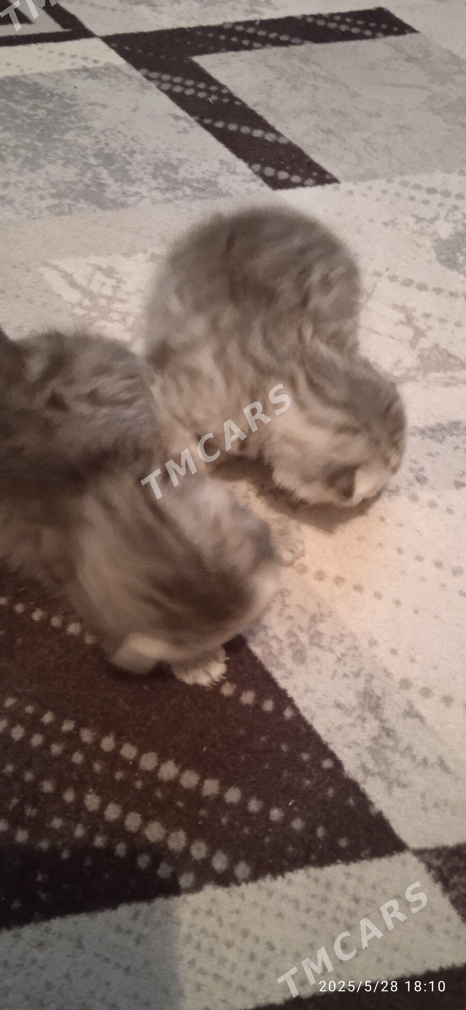 Котёночки вислоушки - Türkmenabat - img 8