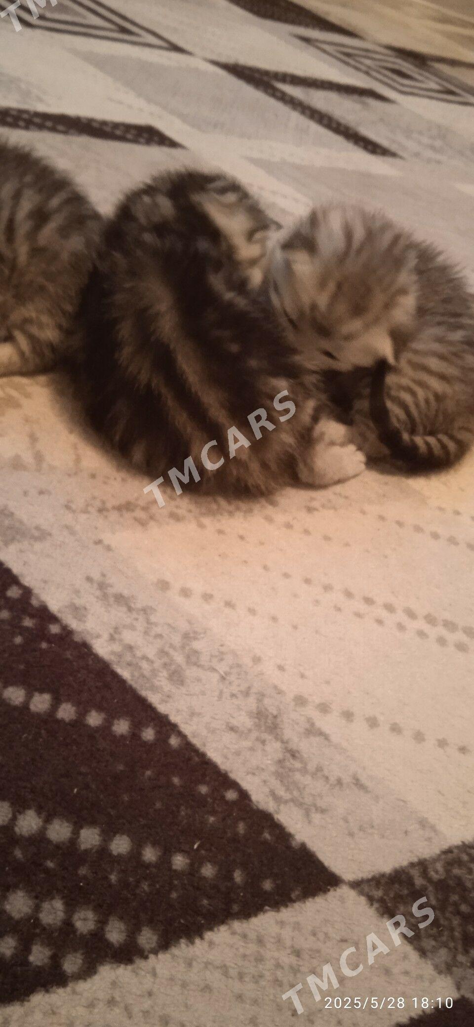 Котёночки вислоушки - Türkmenabat - img 3
