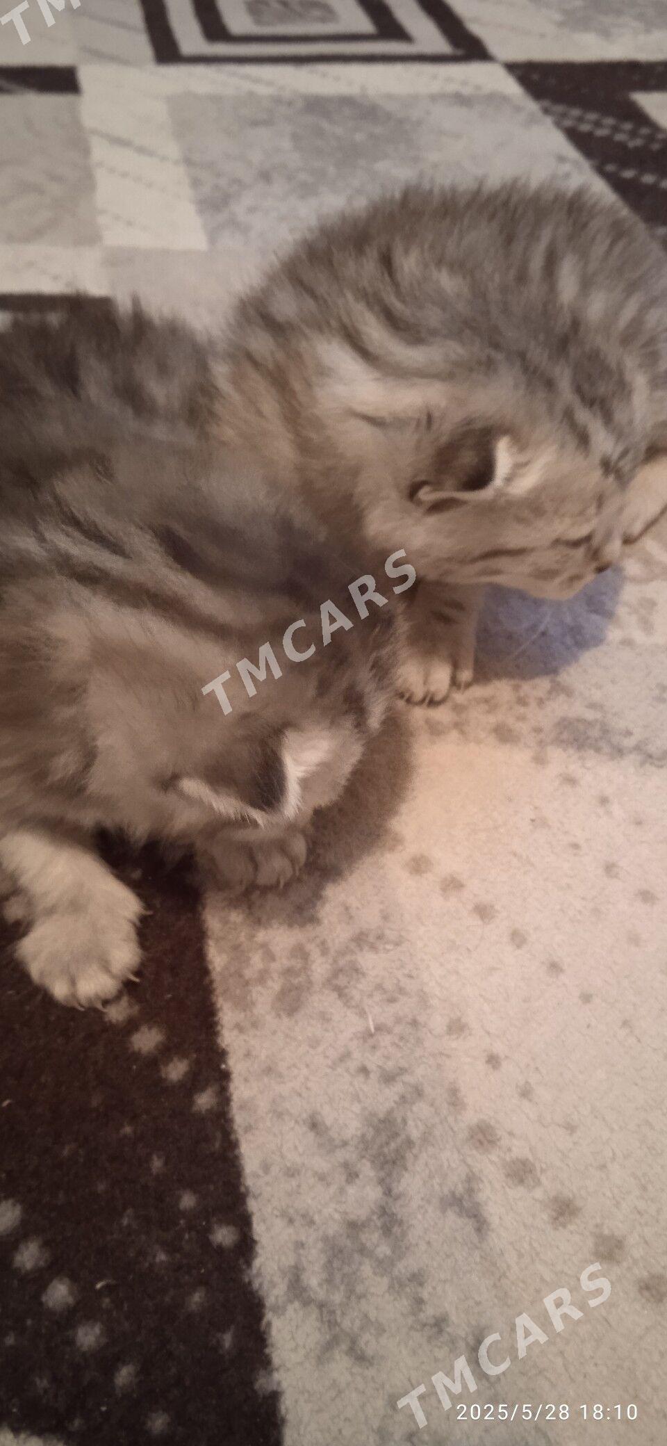 Котёночки вислоушки - Türkmenabat - img 9