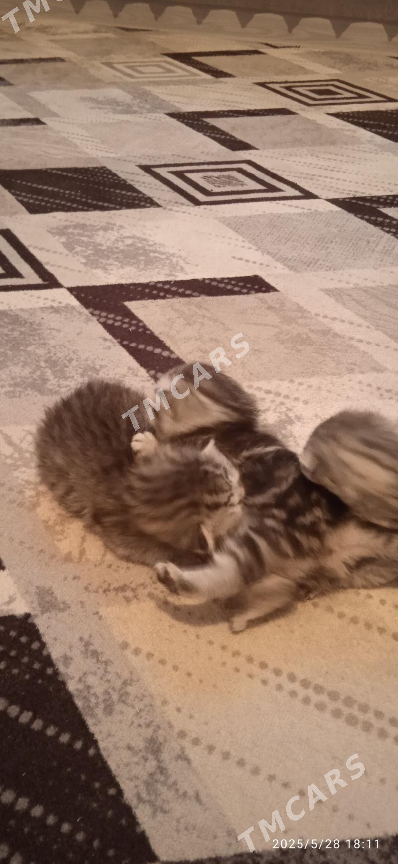 Котёночки вислоушки - Türkmenabat - img 6