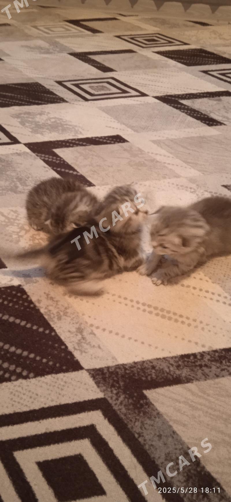 Котёночки вислоушки - Türkmenabat - img 5