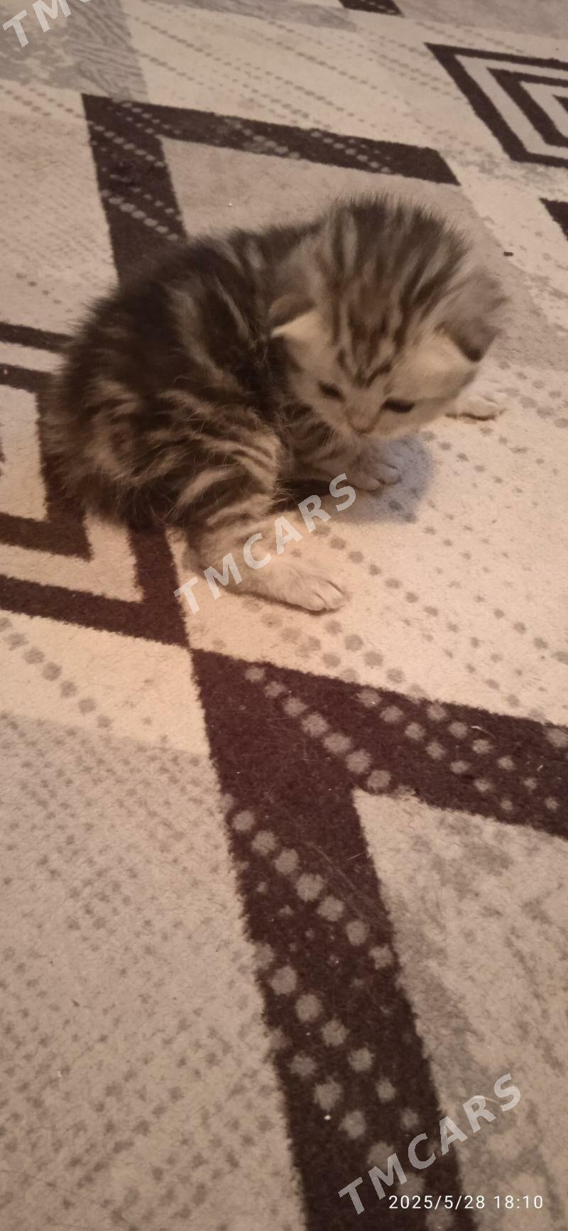 Котёночки вислоушки - Türkmenabat - img 7