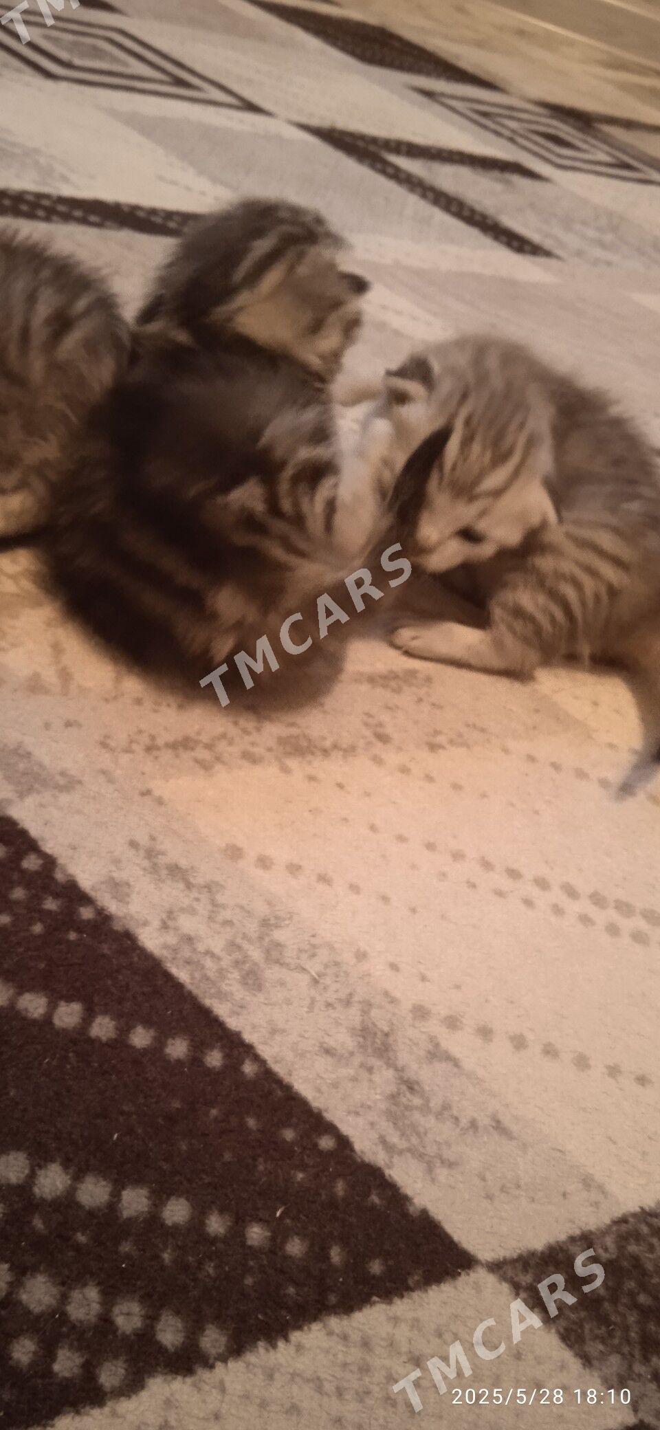 Котёночки вислоушки - Türkmenabat - img 4