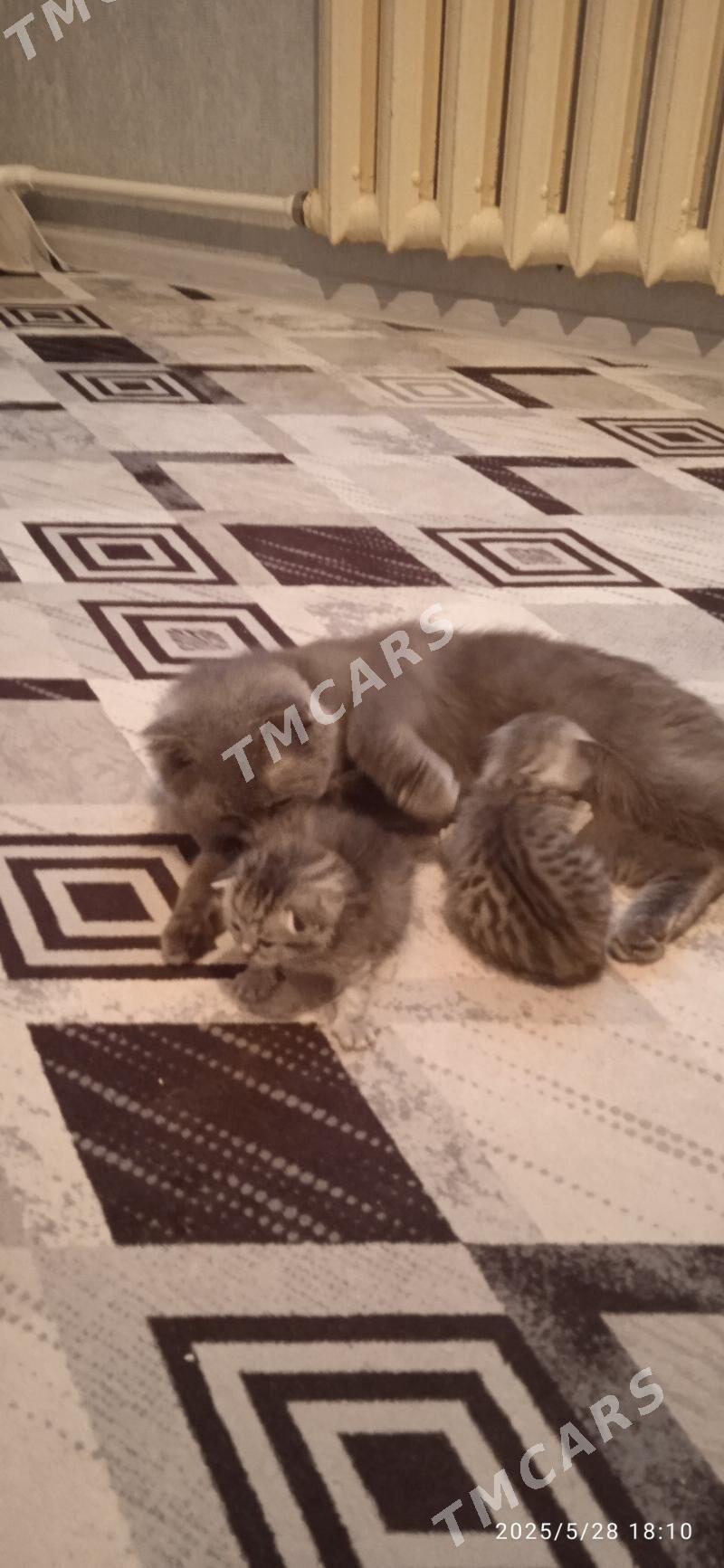 Котёночки вислоушки - Türkmenabat - img 2