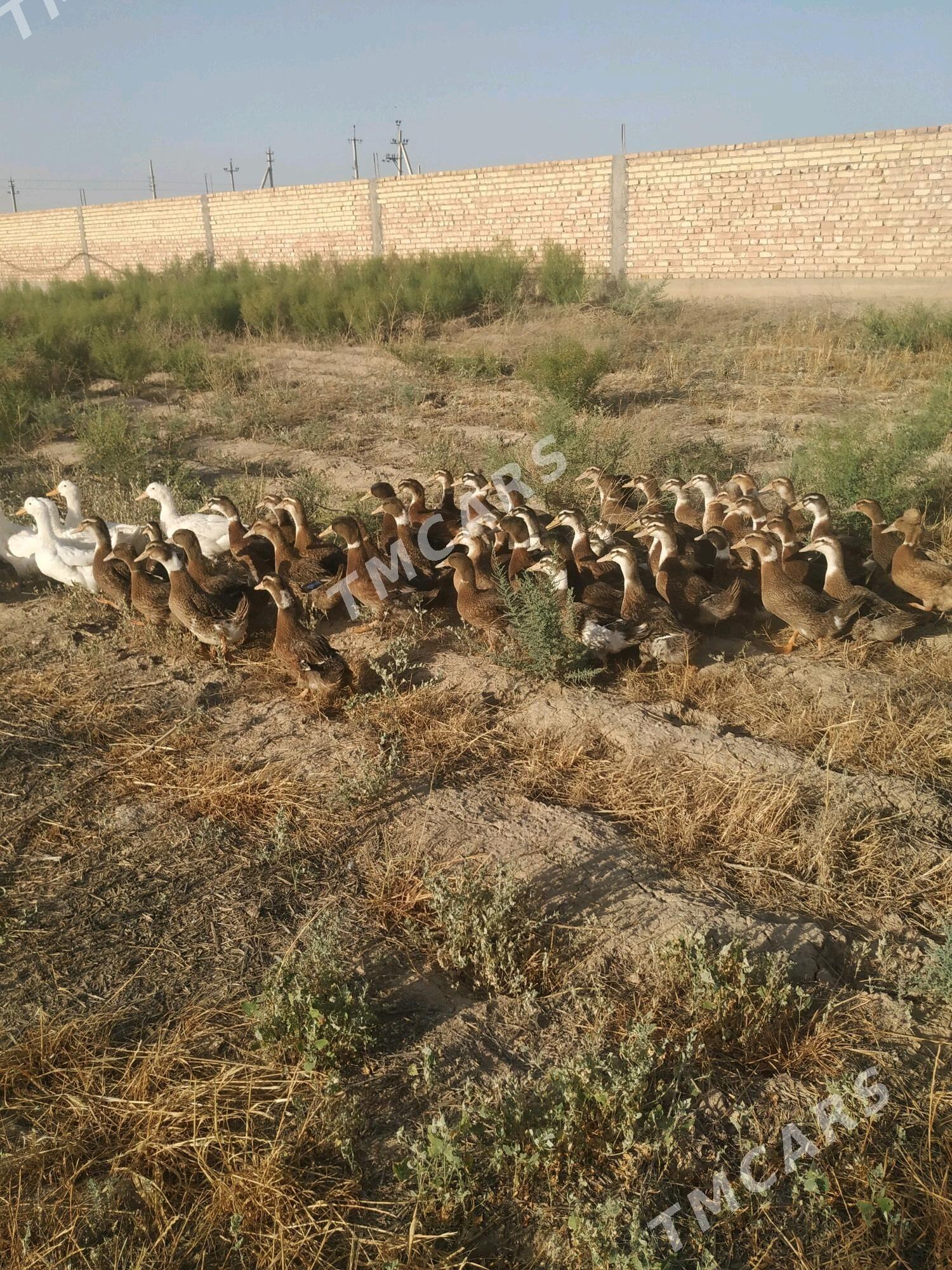 ordek yaşylbaş - Кака - img 2