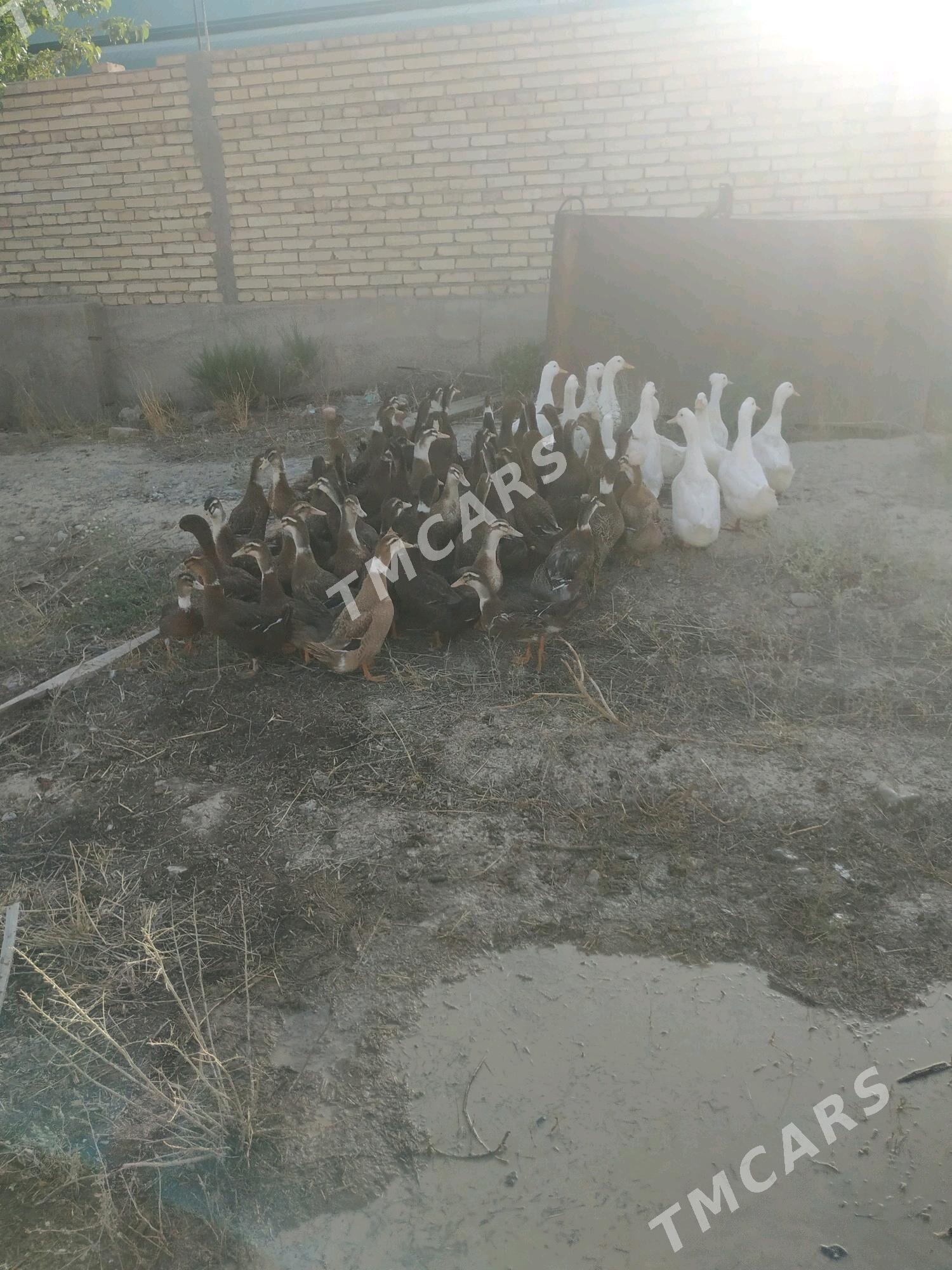 ordek yaşylbaş - Кака - img 1