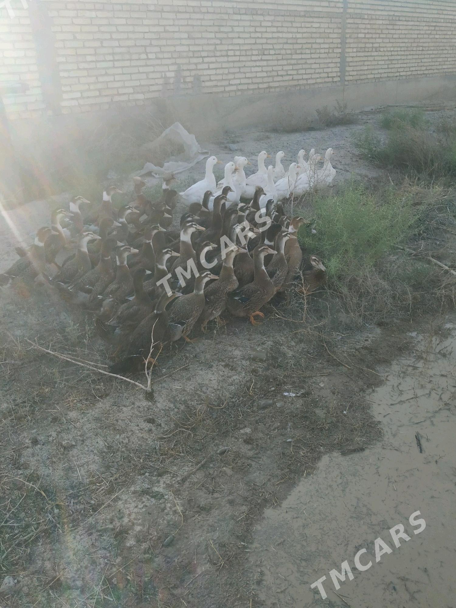 ordek yaşylbaş - Кака - img 5