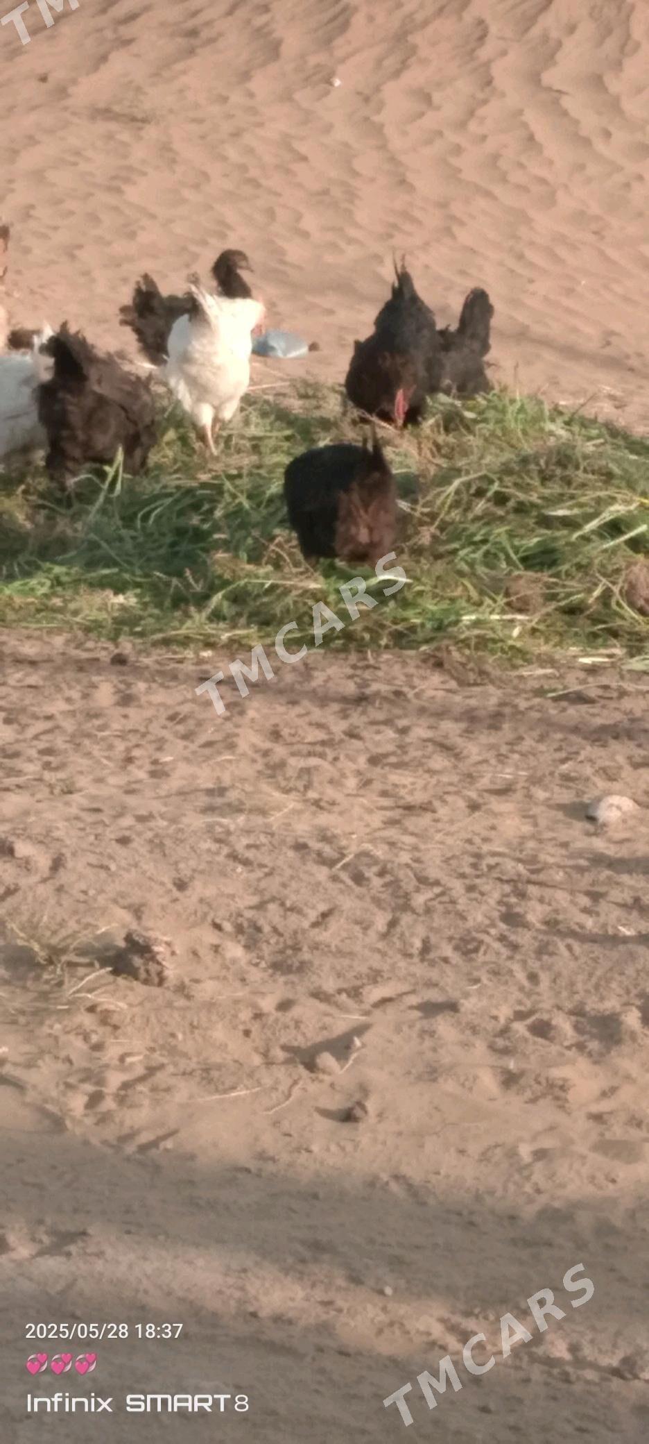 TOWUKLAR - Türkmengala - img 3