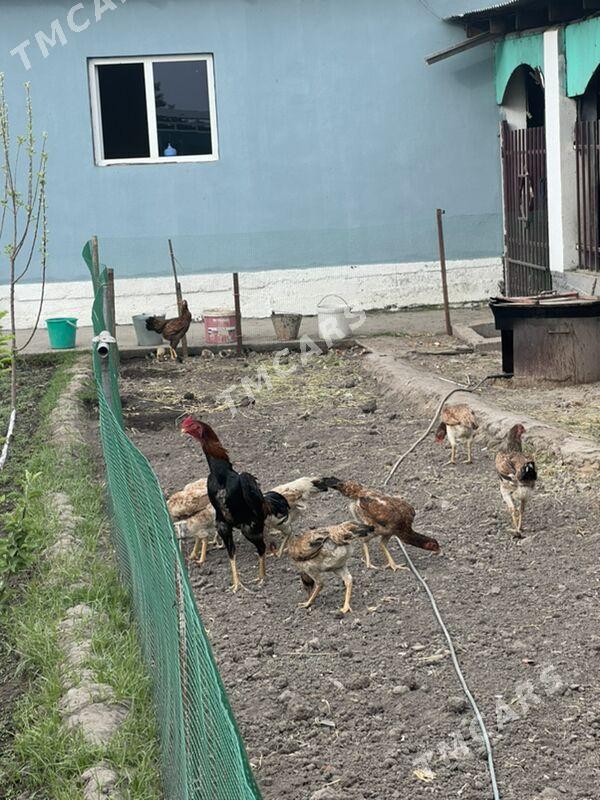 Taskent horaz - Bagyr - img 2