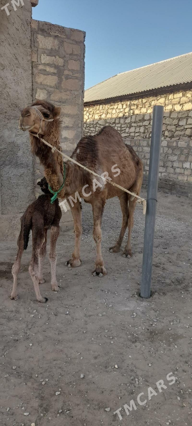 Köşekli düýe - Гумдаг - img 2