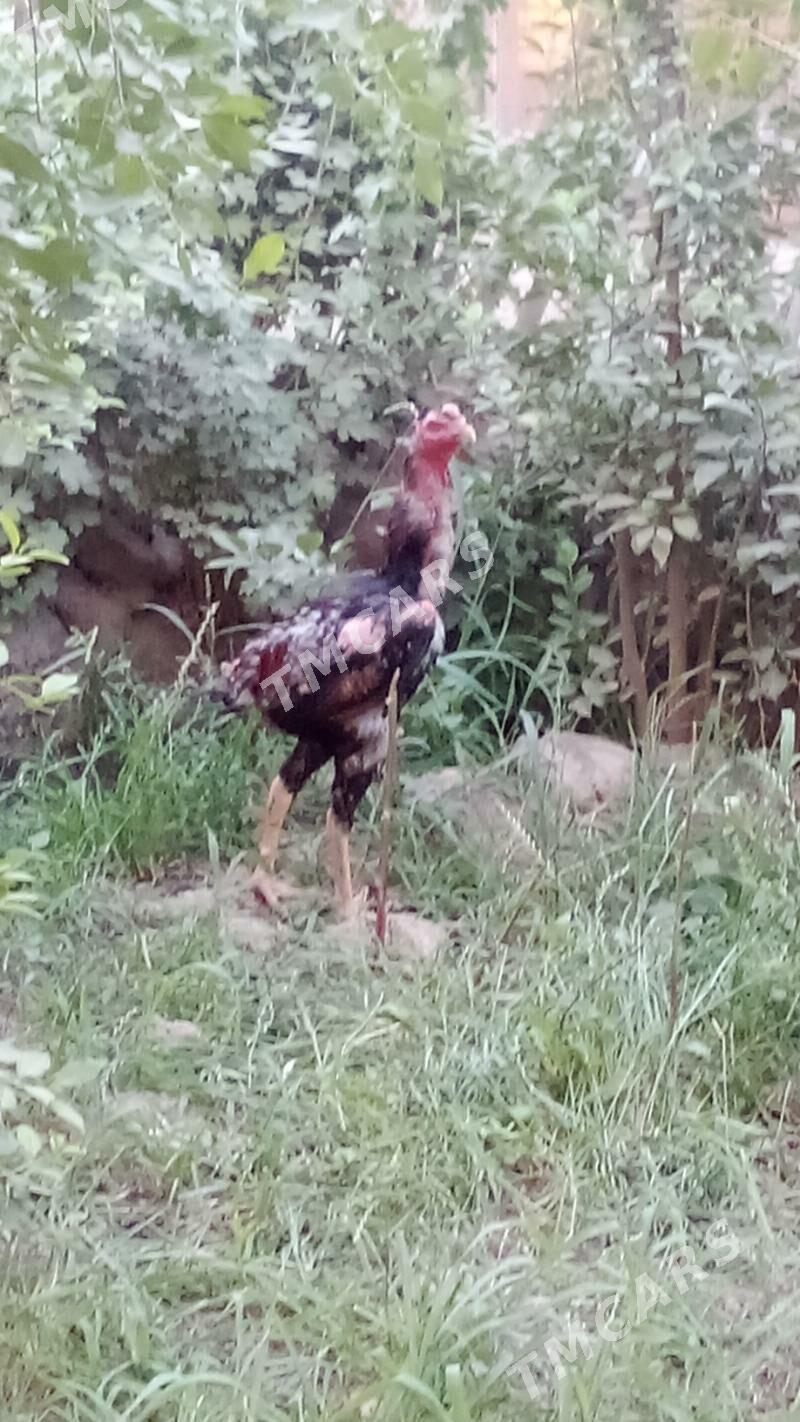 Horaz - Saýat - img 3