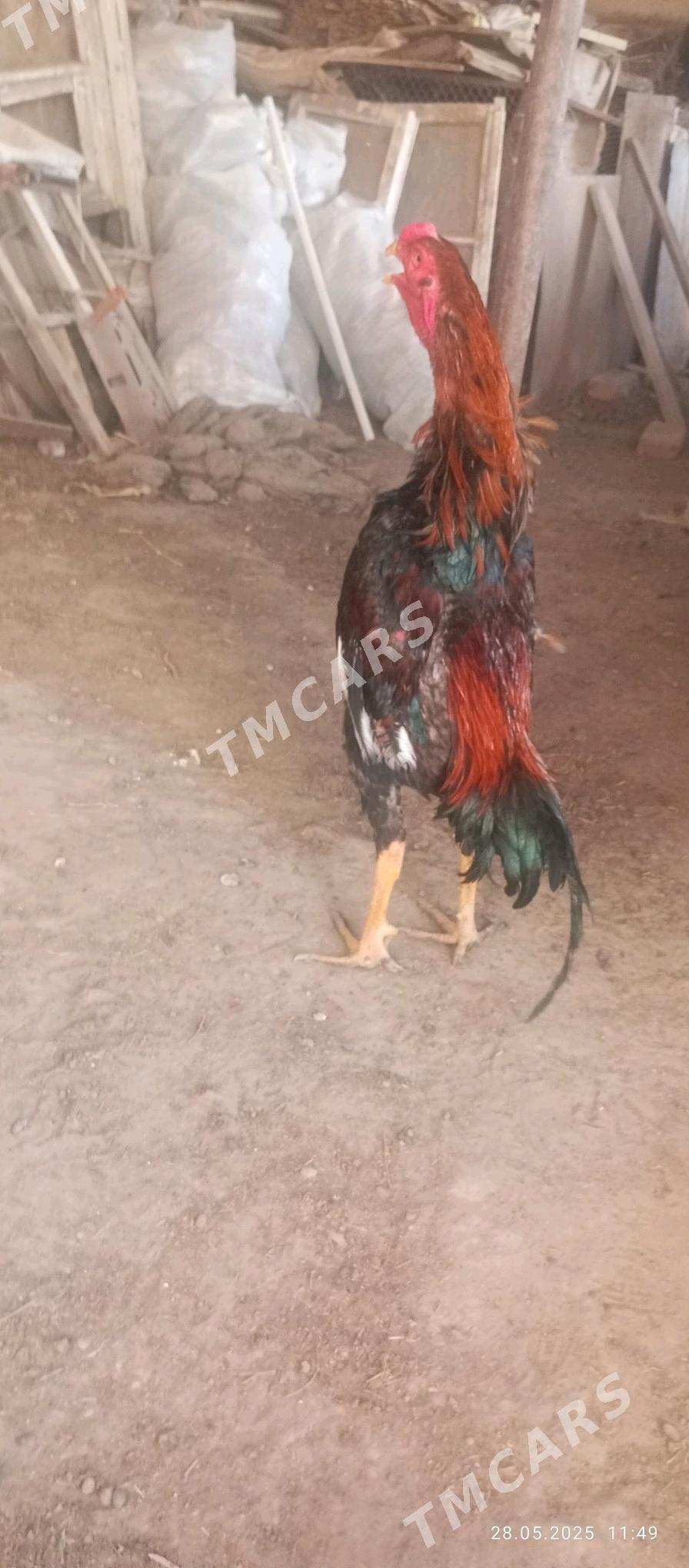 bahada az kem ylalasyk bolar - Akdepe - img 4
