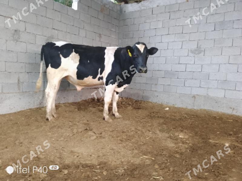 ARASSA GALİSTEYİN OKUZLER - Garadamak - img 5