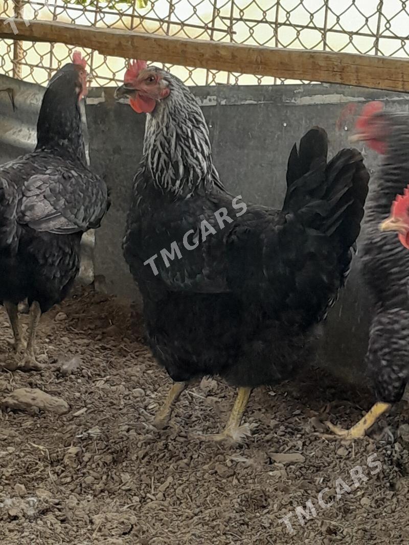 Kürk induk - Sakarçäge - img 7