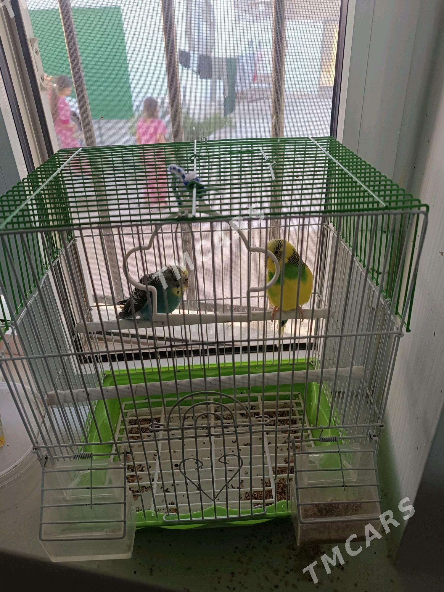 pabugay gus - Balkanabat - img 3