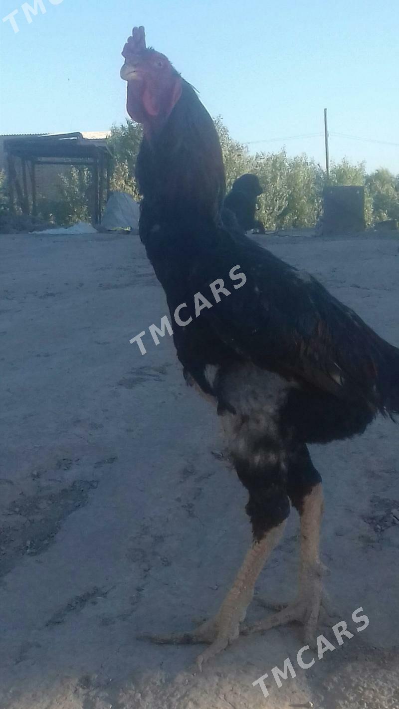 Baýsow - Çärjew - img 2