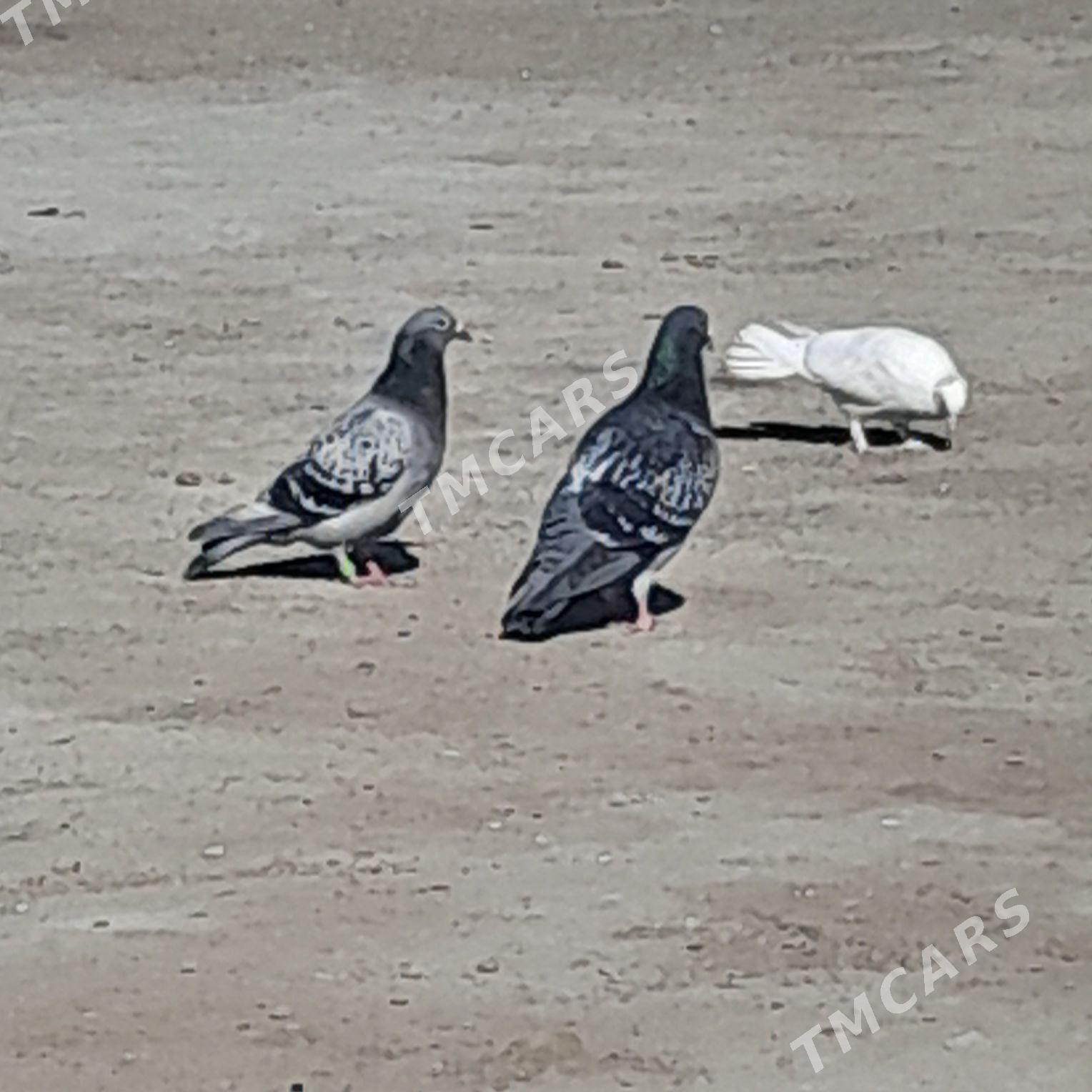 kepderi - Bereket - img 2