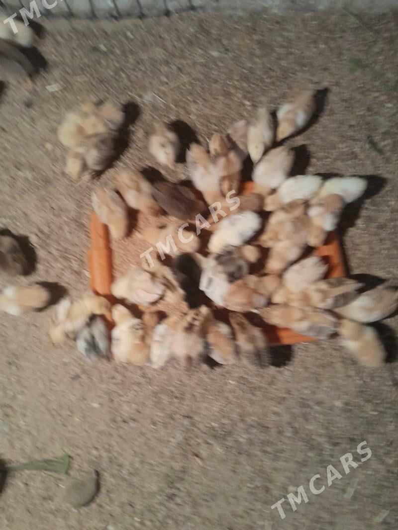 júje - Aşgabat - img 2