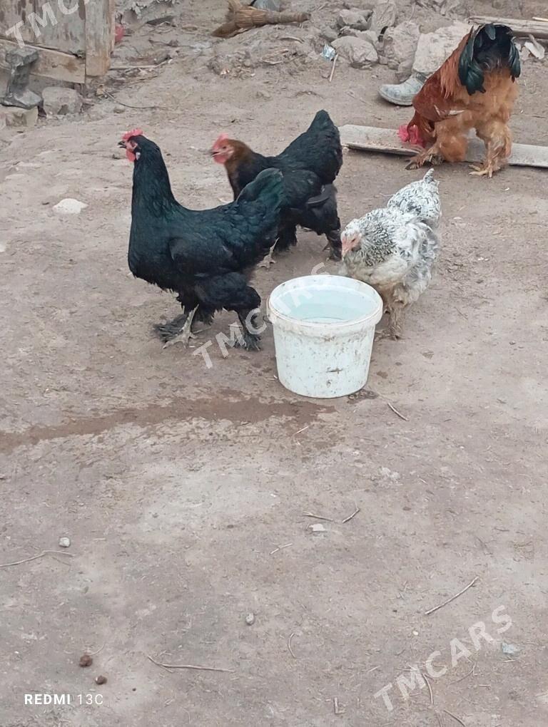 brama towuk - Köneürgenç - img 3