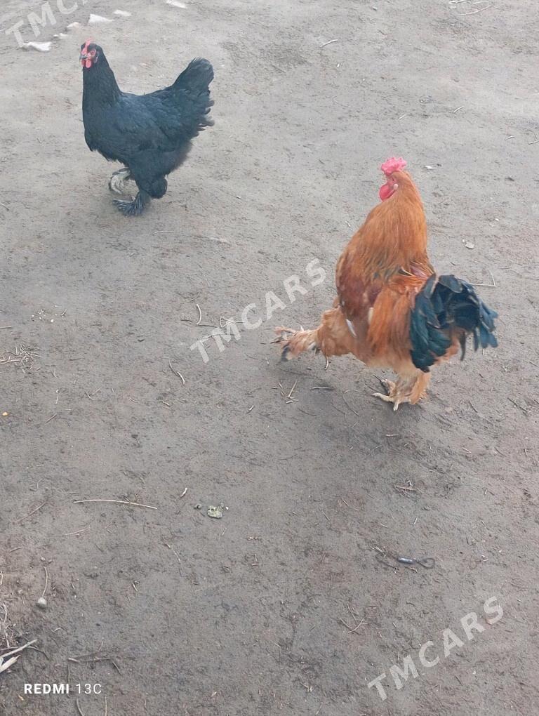 brama towuk - Köneürgenç - img 2