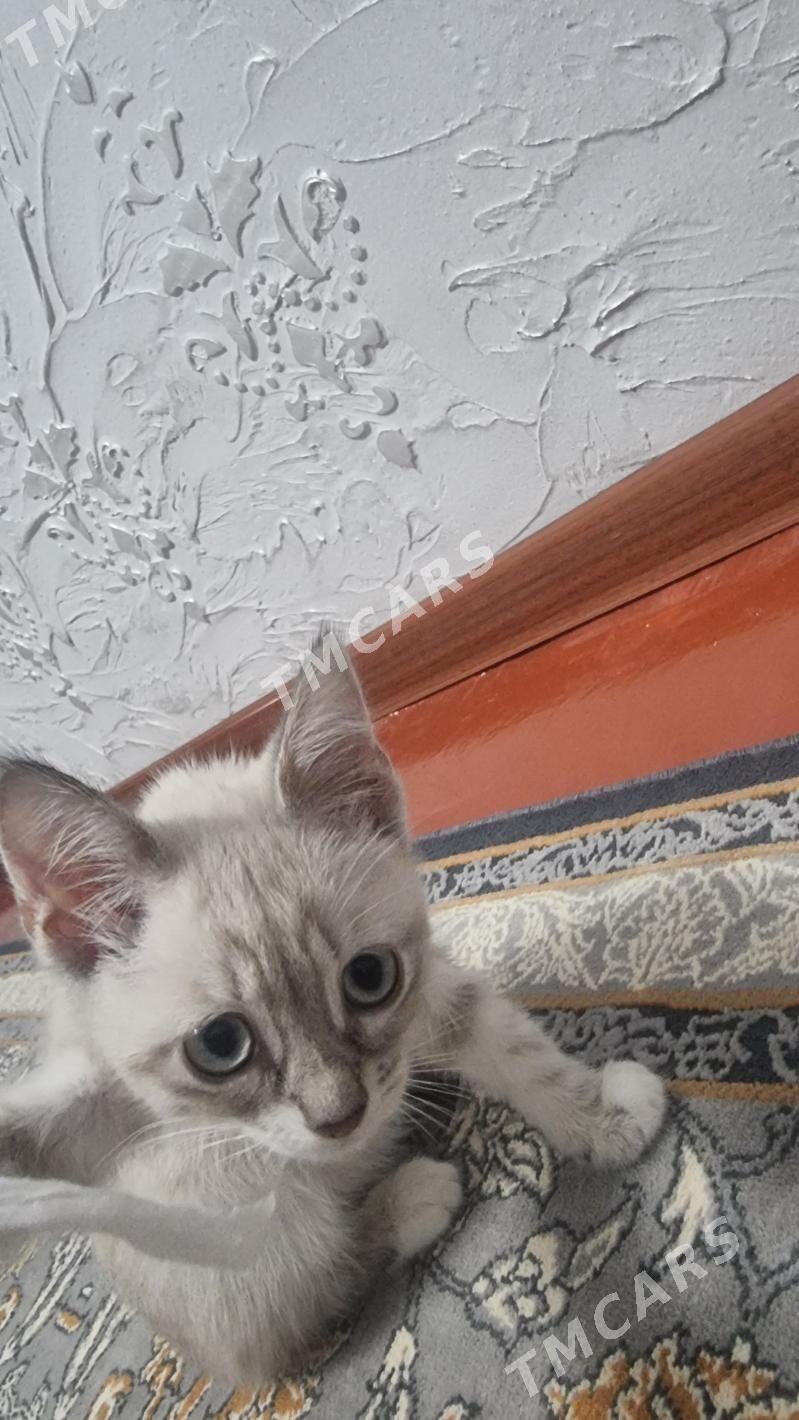 Кошка - 10 mkr - img 4
