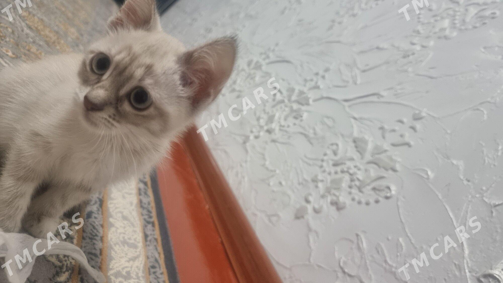 Кошка - 10 mkr - img 3