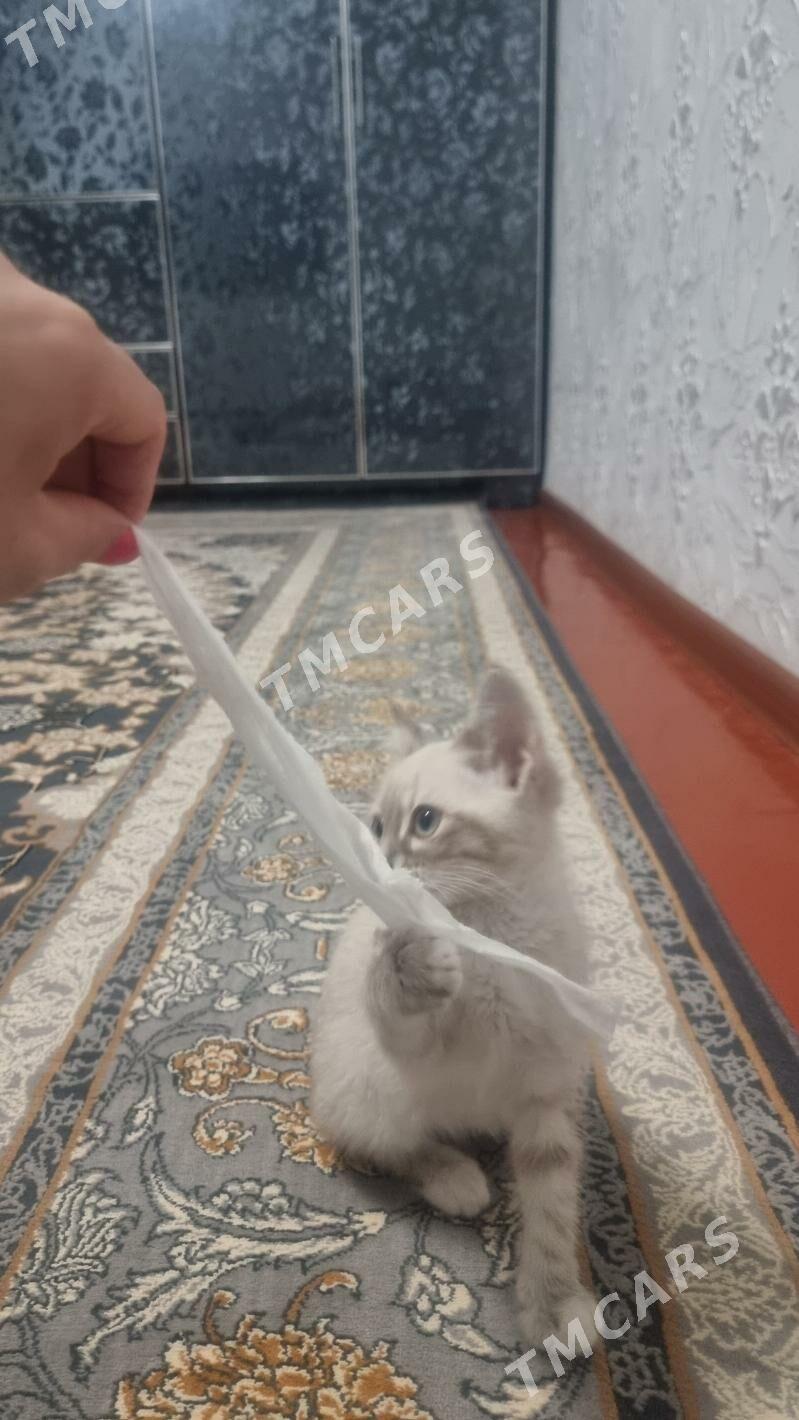 Кошка - 10 mkr - img 2