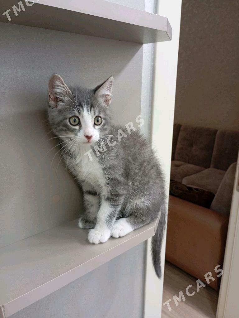 котёнок мальчик - Türkmenbaşy - img 2