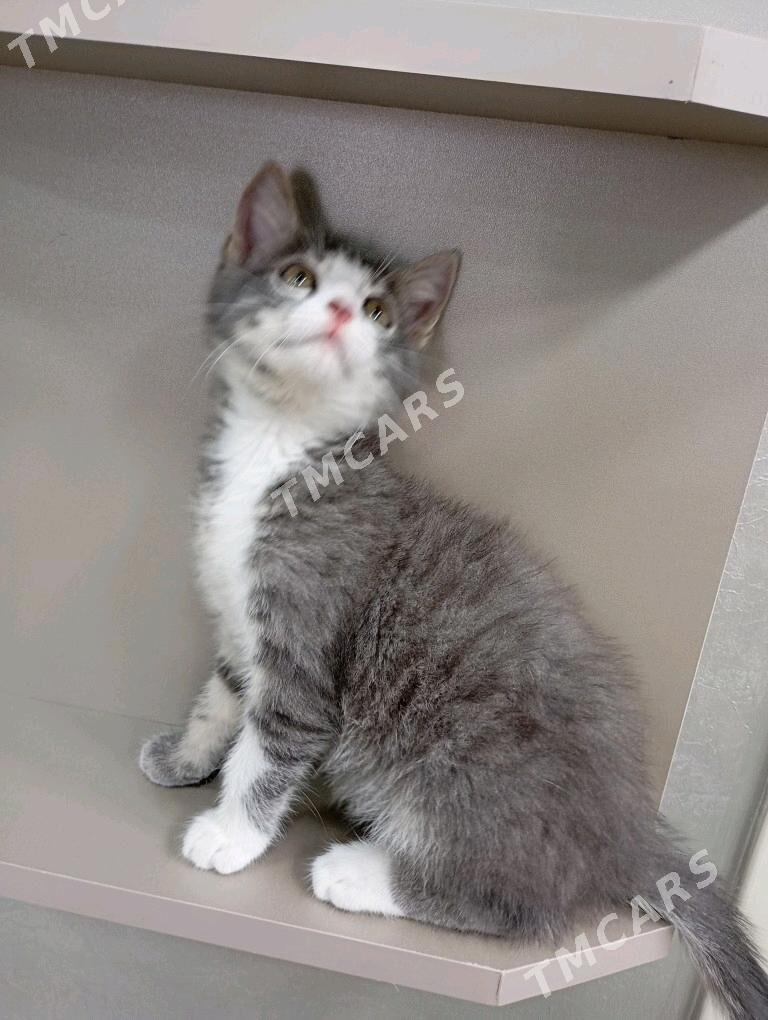 котёнок мальчик - Türkmenbaşy - img 3