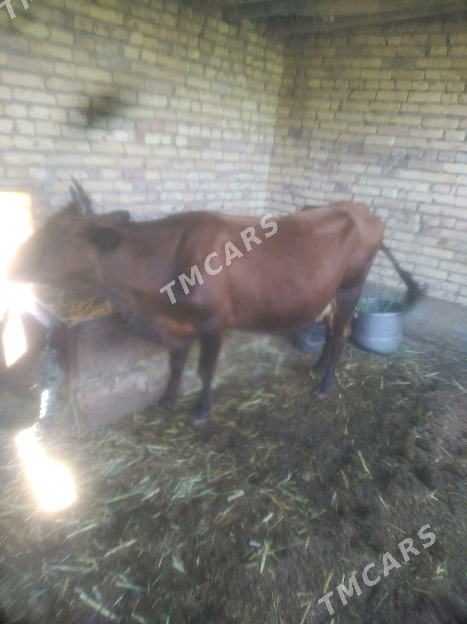 saglyk  mal - Çärjew - img 3