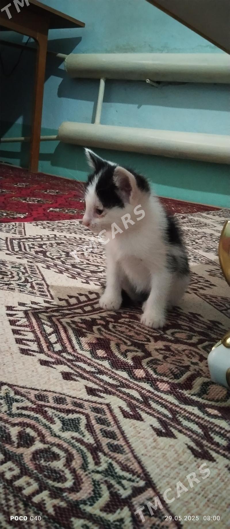 pişikler - Şabat etr. - img 2