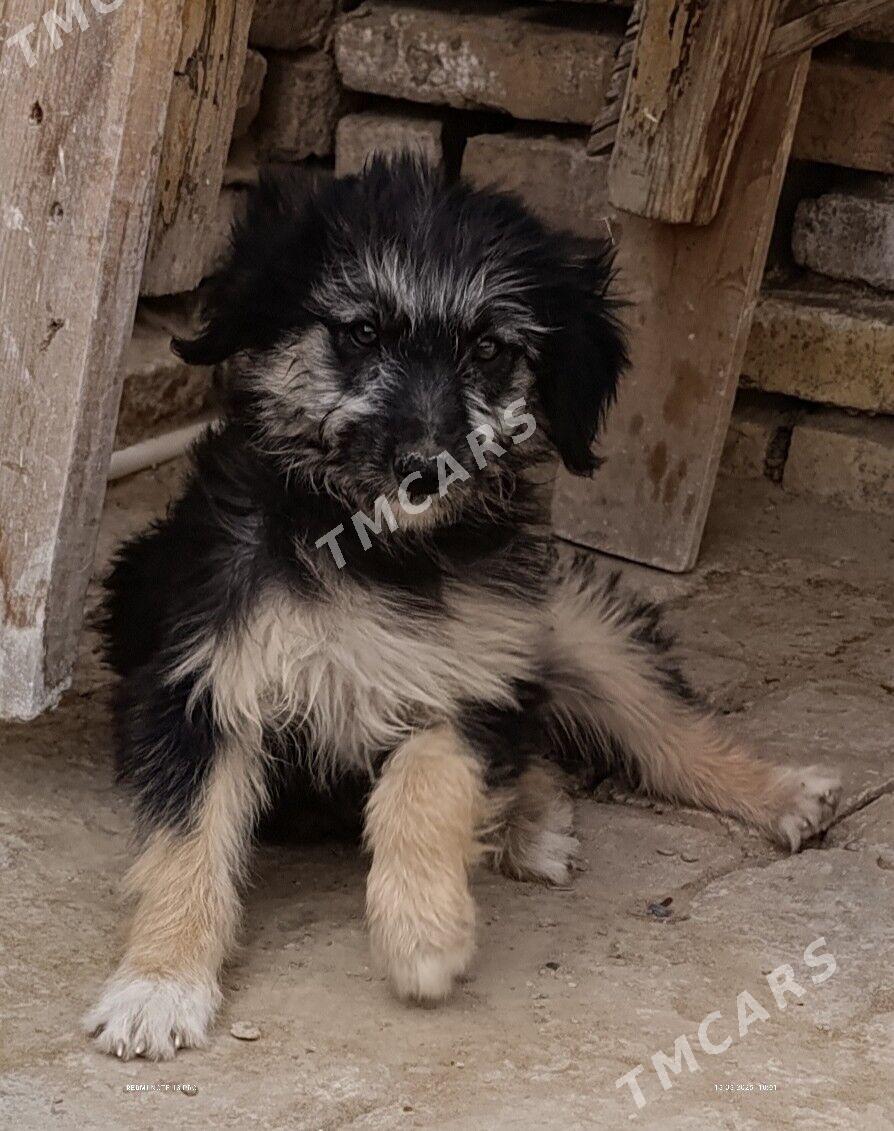 щенок - Mary - img 2