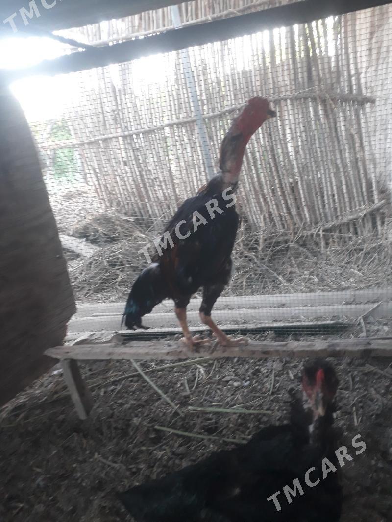 baysy - Sakar - img 3