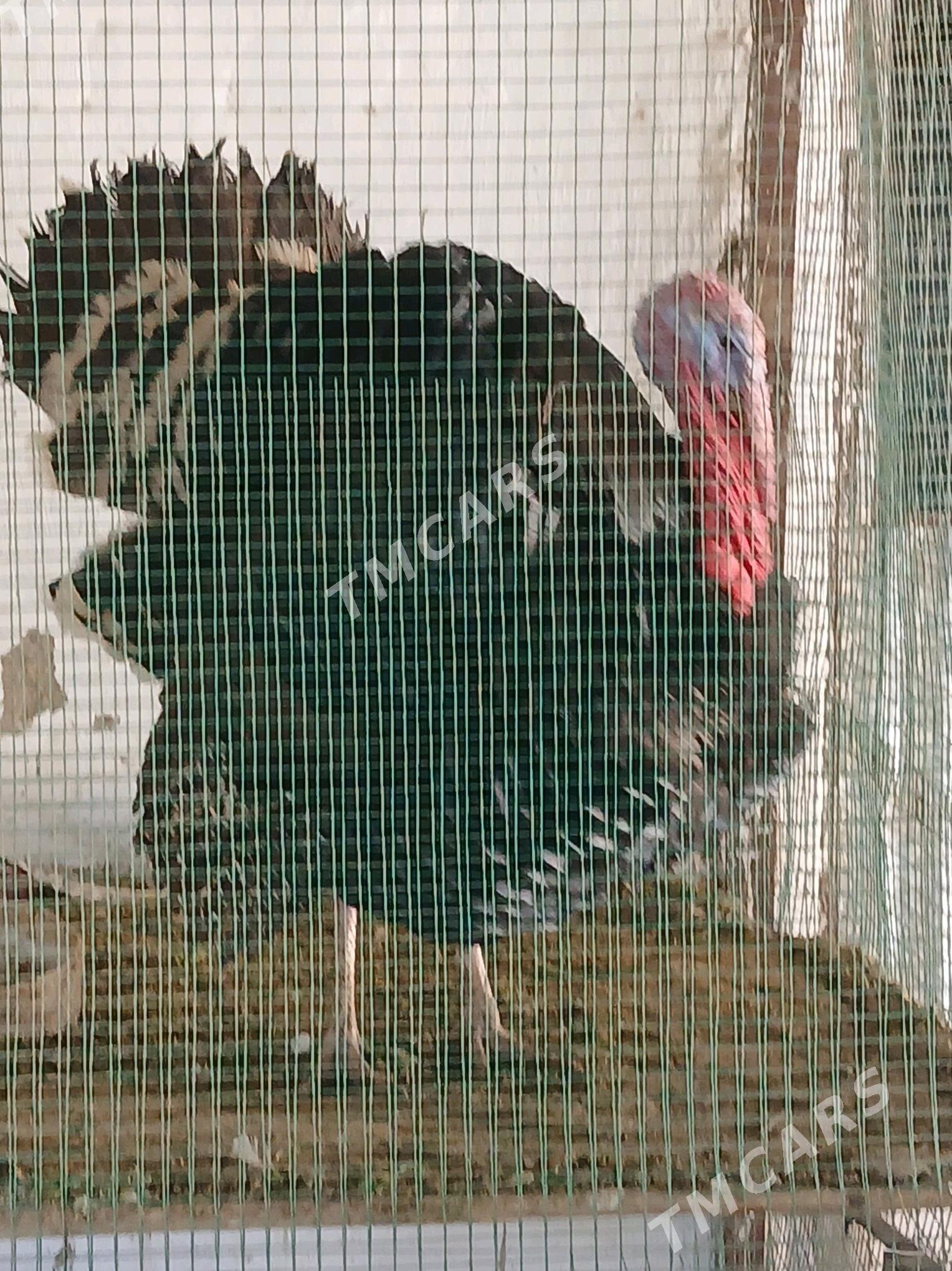 Induk - Sakarçäge - img 5