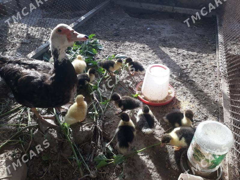 musgus  ordek - Türkmenabat - img 3
