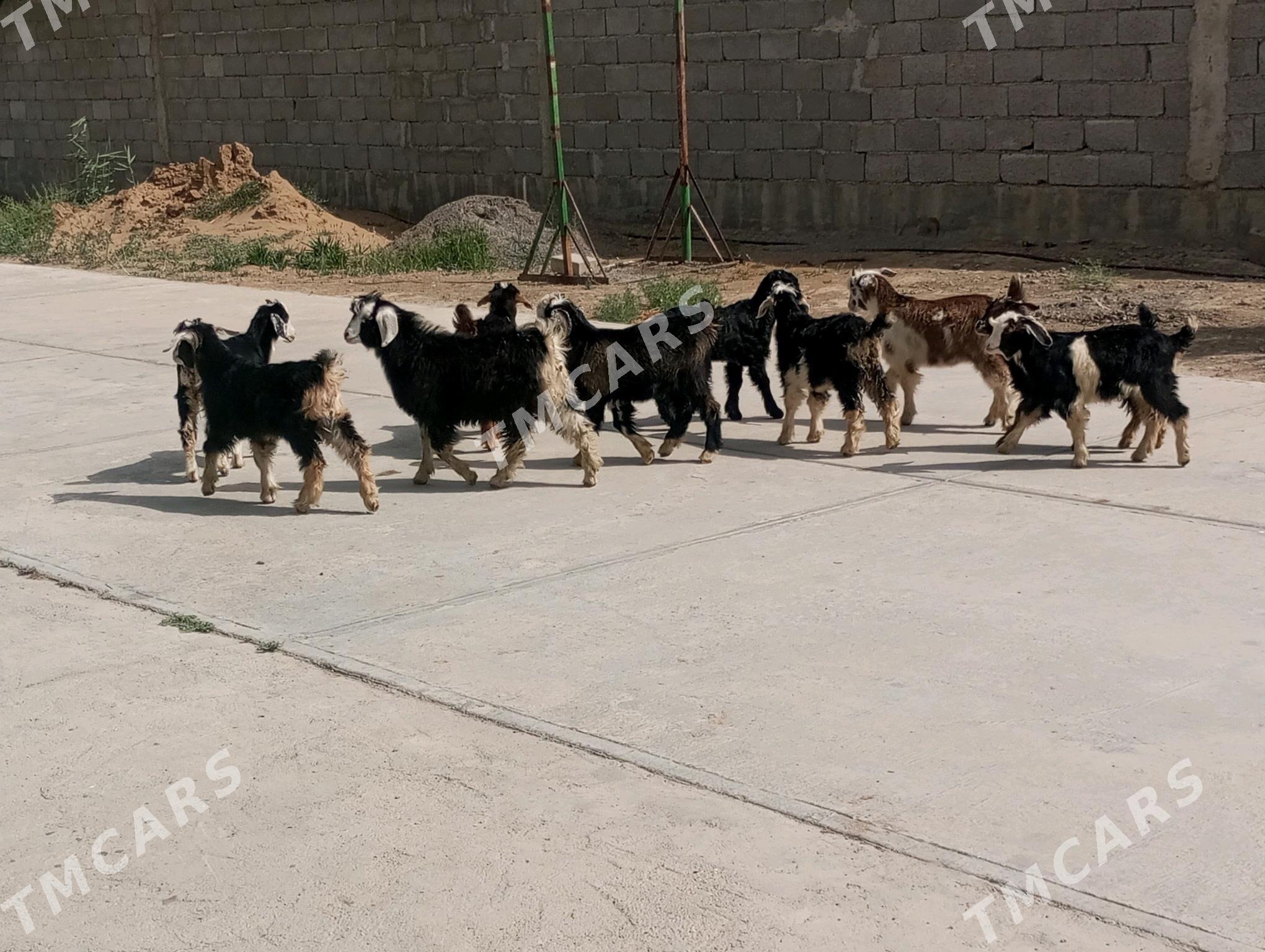 11 ÇEWİŞ - Гёкдепе - img 2