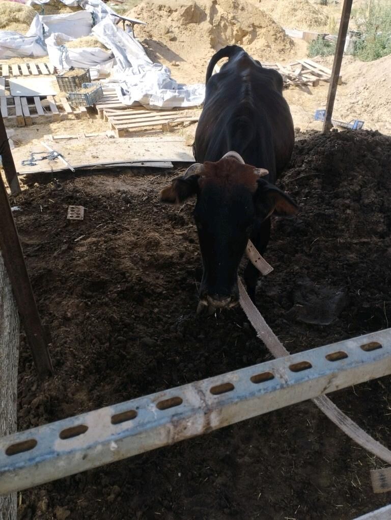 Sygyyr öküz gulajn - Мургап - img 3