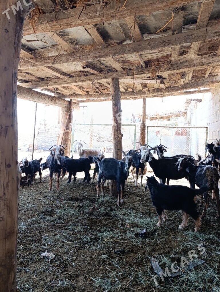 Geçi - Анев - img 2