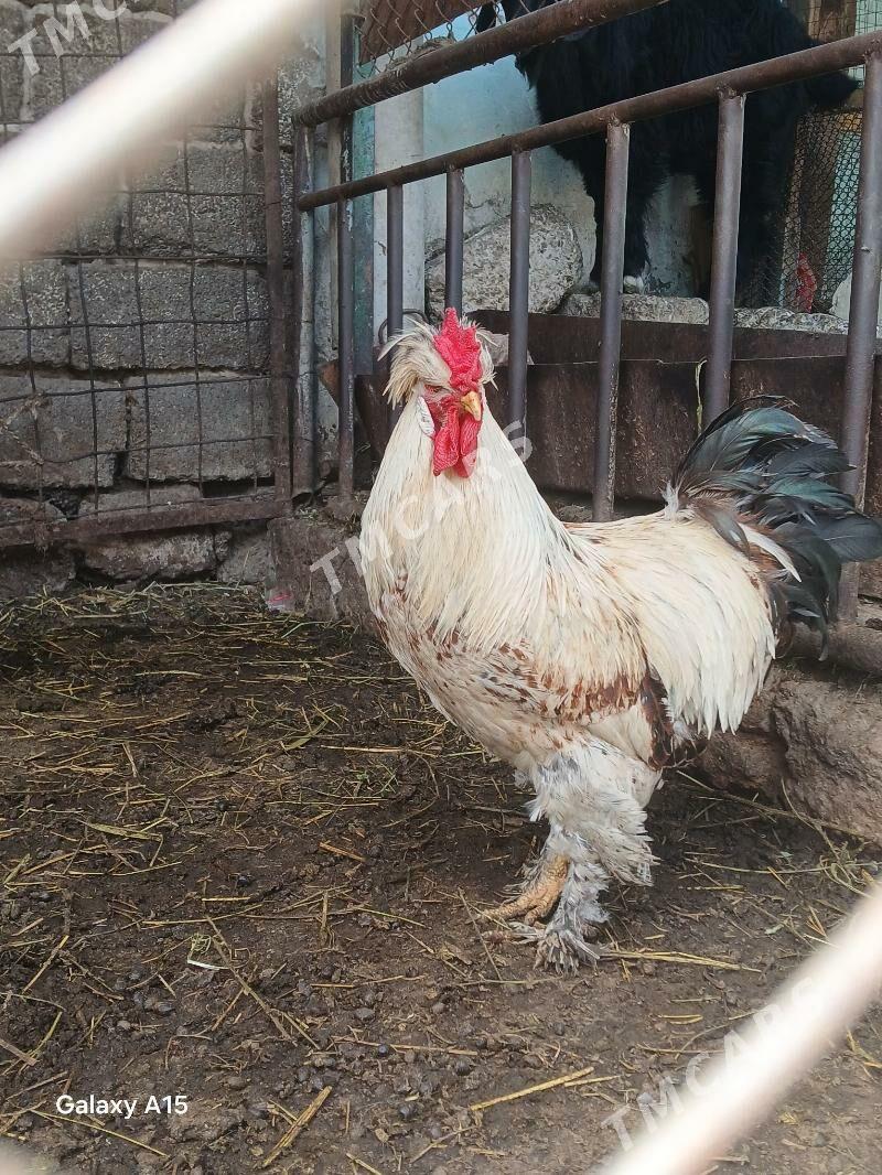 balgar towuklar - Ашхабад - img 7