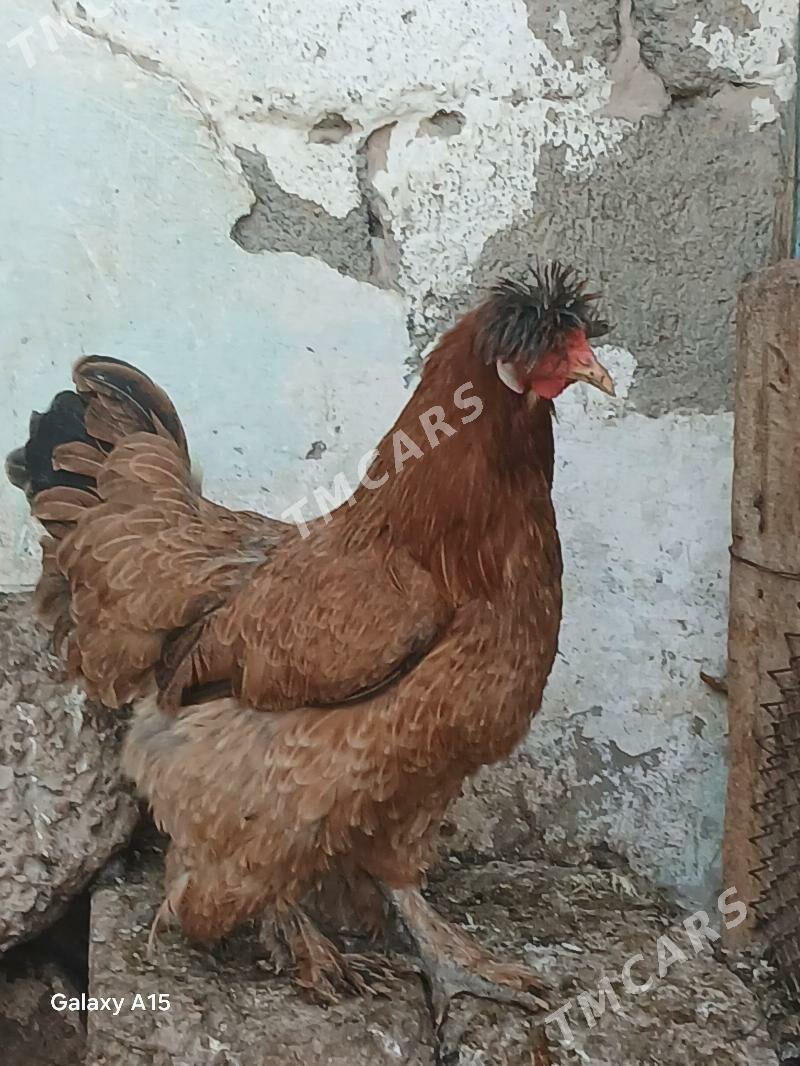 balgar towuklar - Ашхабад - img 5