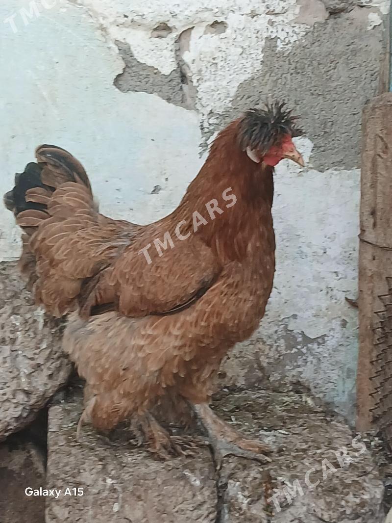 balgar towuklar - Ашхабад - img 2