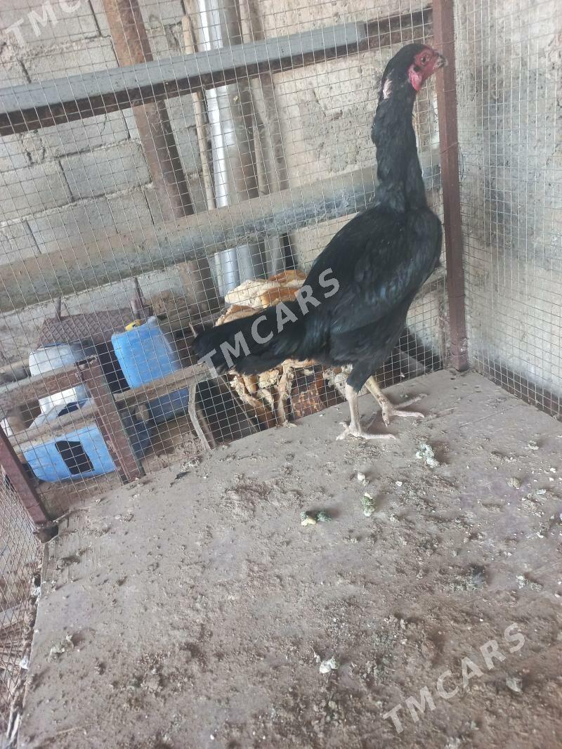 horaz - Aşgabat - img 2